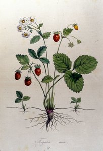 Fragaria Vesca（ワイルドストロベリー）。 作： Unknown artist