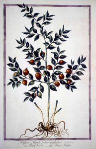 19世紀のハーバリウムに展示されていたフラゴン・フォルス・ホリーまたはスモール・ホリー（Ruscus）。 作： Unknown artist