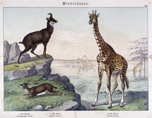 キリン、カモシカ、ガゼル......Schreiber編「Histoires naturelles des mammals」に掲載。 作： Unknown artist