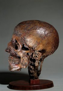 蝋を注入して作られた人間の解剖学的頭部18世紀 個人蔵 作： Unknown artist