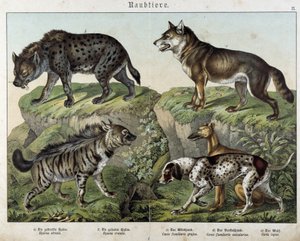 ハイエナと犬...Schreiber編「Histoires naturelles des mammals」にて 作： Unknown artist