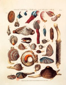 "The Genera Vermium "から引用した、二枚貝と多枚貝の様々な種を表す図解ページ 作： Unknown artist