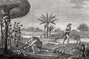 コロンビアのオレノケ盆地で土地を耕す先住民たち。1780年に描かれた版画 作： Unknown artist