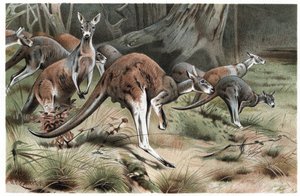 カンガルー-カンガルー-アルフレッド・エドマンド・ブレームによる「ブレームの動物の生活」からの彫刻 作： Unknown artist