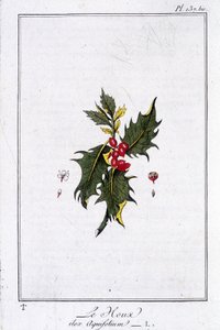 ホリー（Ilex Aquifolium） - J.C.フィリベール著「商人のための植物学演習」（Imprimerie de Crapelet, Paris）に掲載。 作： Unknown artist