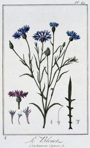 ヤグルマギク（Centaurea Cyanus）...J.C.フィリベール著「商人のための植物学演習」（Imprimerie de Crapelet, Paris）に掲載。