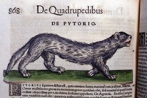 フェルトイ - コンラッド・ゲスナー(1516 - 1565)の『Historia Animalium』では、Tiguri 作： Unknown artist