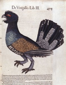 コンラッド・ゲスナー（1516-1565）の『Historia Animalium』に登場する大ライチョウ、Tiguri 作： Unknown artist