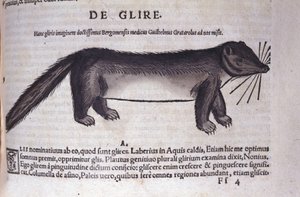 コンラッド・ゲスナー(1516-1565)の『Historia Animalium』に登場するヤマネ、Tiguri