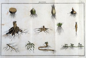 Les Roots：『Flora Françoise』の中で、フランスに自生するすべての植物の簡単な説明を、新しい分析法に基づいて整理し、その中で、医学的に最も不明確な美点と、その有用性を引用しています。 作： Unknown artist