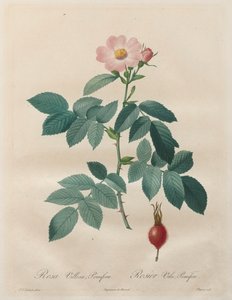 Les Roses: ダウニー ローズ、ポミフェラス 作： Unknown artist