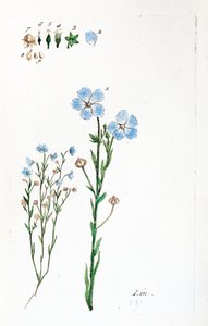  作： 無名の画家