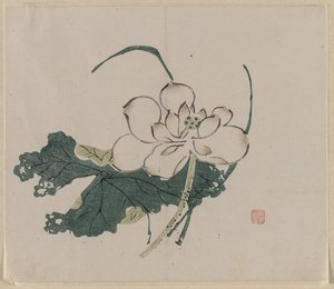 蓮の花 作： Unknown artist