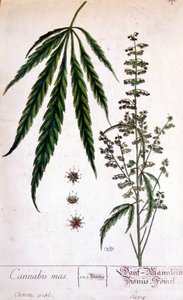 大麻の雄花。19世紀のエングレービング。 作： Unknown artist