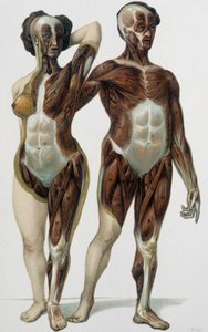男性と女性の皮膚：筋肉 - 医学書、19世紀後半 作： Unknown artist
