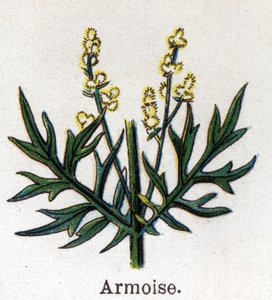 薬用植物と食用植物：セージブラシ。フリードリヒ・エドゥアルド・ビルツ（1842-1922）の「La medication naturelle」に掲載されている図版 作： Unknown artist