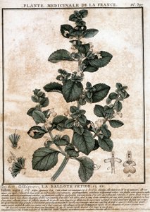 フランスの薬用植物：フェティッド・ベロッテ。 作： Unknown artist