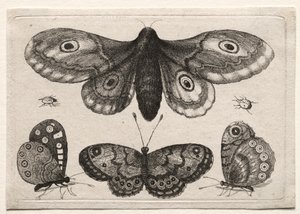 さまざまな姿と形のスカラベとミミズ: 蛾、3 匹の蝶、2 匹のカブトムシ 作： Unknown artist
