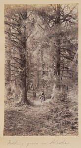 アラスカでは何も育たない 作： Unknown artist