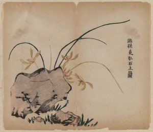 オーキッド オン ロックス 作： Unknown artist