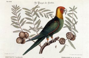 鳥類学。カロライナオウム。(カロライナオウム（Psittacus caroliniensis) 作： Unknown artist