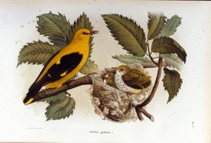 鳥類学：子供の巣の近くにいるロリオット。 作： Unknown artist