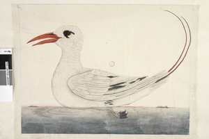 100ページ。フェートンレッド、尾のネッタイチョウPhaethon rubricauda、1791-92 作： Unknown artist