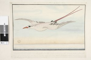 101ページ。熱帯の鳥？アルマドコムトレ、マストレ？手形の先端から尻まで18インチ、尻から尻尾の端まで18インチ、翼の先端から4フィート2インチ。鳥全体が花で覆われています。 作： Unknown artist