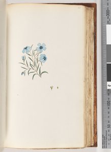 101ページ。正体不明の植物 作： Unknown artist