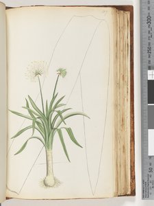 107ページ。碑文なし。正体不明の植物 作： Unknown artist