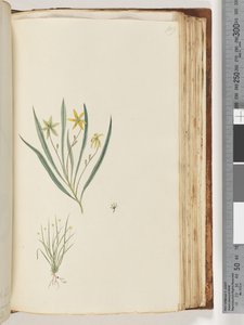 109ページ。碑文なし。正体不明の植物 作： Unknown artist