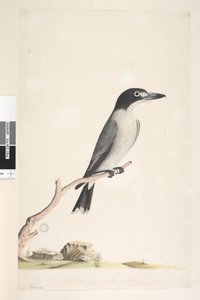 ページ10。ヴァンガ。別の手で中央下部に自然なサイズ、アイリス疑わしい灰色の肉屋、鳥Cracticus torquatis男性、1791-92 作： Unknown artist