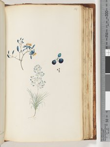 114ページ。名前のない顕花植物 作： Unknown artist