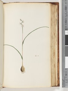 ページ116。未確認の植物 作： Unknown artist