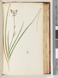ページ117。未確認の植物 作： Unknown artist