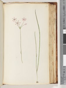 118ページ。正体不明の植物 作： Unknown artist