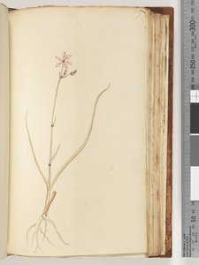 119ページ。碑文なし、未完成の図面、未確認の植物 作： Unknown artist