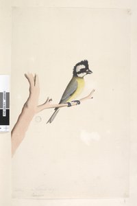 ページ11。ラニウス。別の手で10月の上のタイトル。自然なサイズのハシブトモズ、Tit Falcunculus frontatus、1791-92 作： Unknown artist