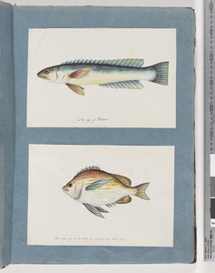 11ページ。正体不明の魚。 12.正体不明の魚 作： Unknown artist