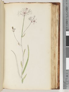 120ページ。碑文なし、未完成の図面、未確認の植物 作： Unknown artist