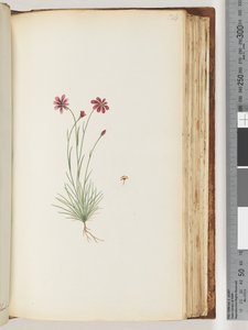 124ページ。正体不明の植物 作： Unknown artist