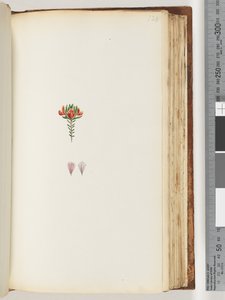 128ページ。正体不明の植物 作： Unknown artist