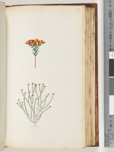 129ページ。正体不明の植物 作： Unknown artist