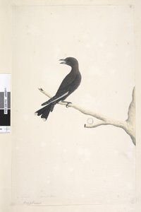 12ページ。オシプテルス。別の手でタイトルの上4月、自然なサイズの薄暗い木、ツバメArtamus cyanopterus、1791-92 作： Unknown artist