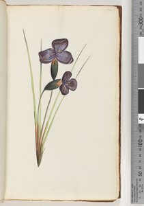 12ページ。正体不明の植物 作： Unknown artist