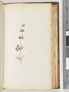 130ページ。正体不明の植物 作： Unknown artist