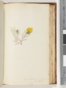 ページ134。Gompholobiumgrandlflorum- Exot。ホット。私。 5 作： Unknown artist