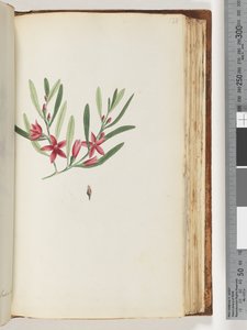 138ページ。無名の顕花植物と昆虫 作： Unknown artist