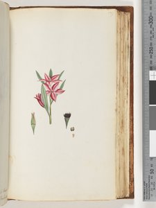 ページ139。名前のない顕花植物 作： Unknown artist