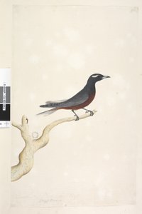 ページ13。Ocypterus。別の手で12月の上のタイトル。ナチュラルサイズホワイト、マミジロモリツバメArtamus superciliosus、オス、1791-92